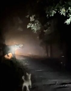 "नेपाली हाथियों ने शाहजहांपुर में 10 बीघा फसल को किया तहस-नहस"